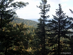 A l'approche de l'automne, les arbres revêtent toutes les couleurs